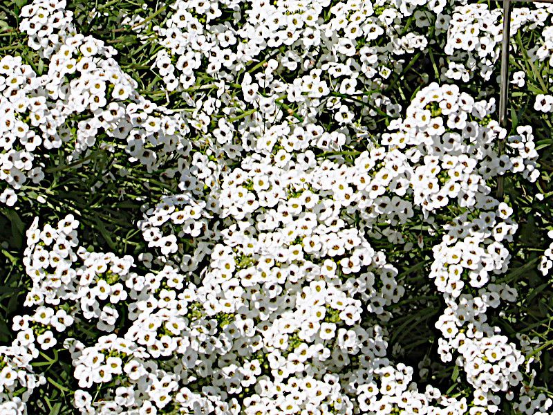 XC[gAbT'X[p[AbT'Xm[vZX'