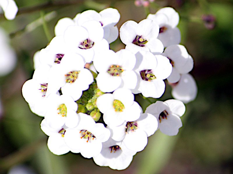 XC[gAbT(sweet alyssum)