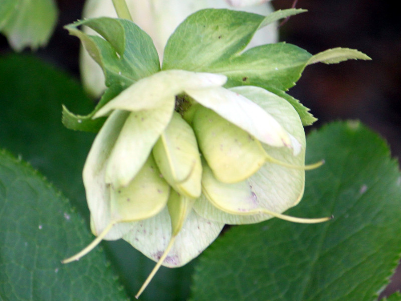 helleborus-orientalis