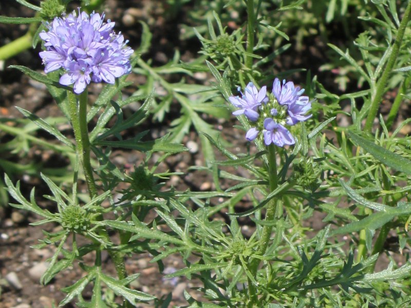 MAEJs^[^iGilia capitataj