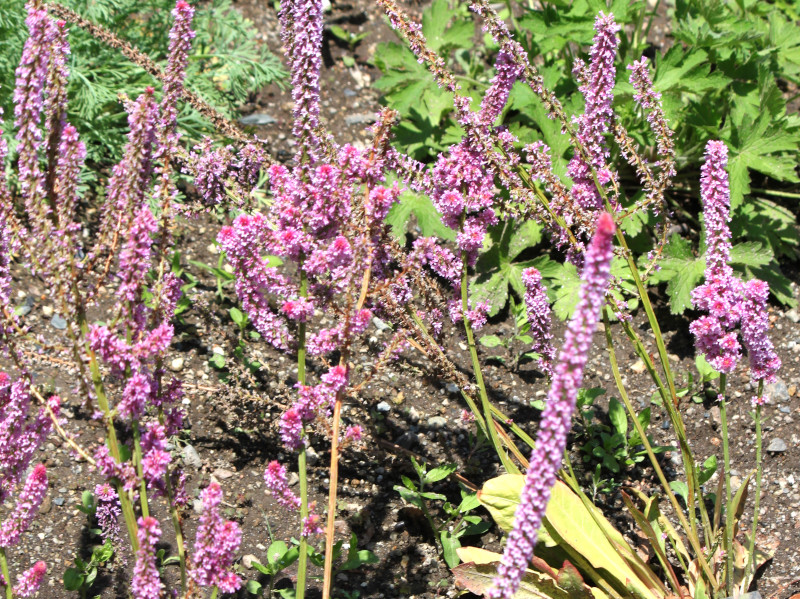 jEEXEHEB[iLimonium suworowiij