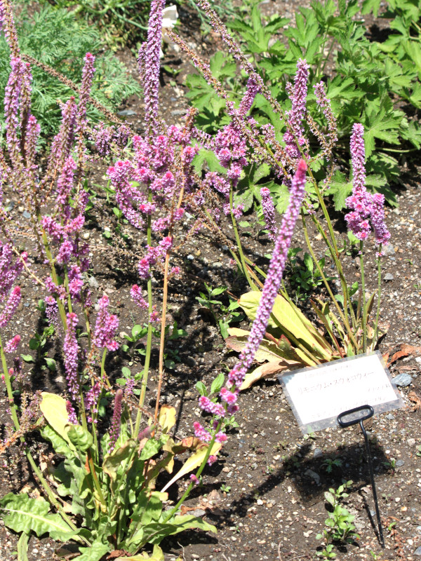 jEEXEHEB[iLimonium suworowiij