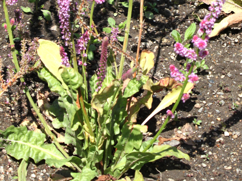 jEEXEHEB[iLimonium suworowiij