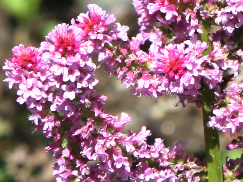 jEEXEHEB[iLimonium suworowiij