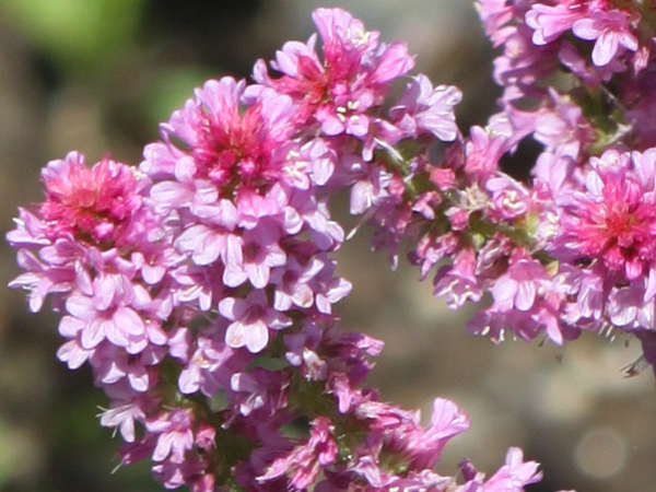 jEEXEHEB[iLimonium suworowiij