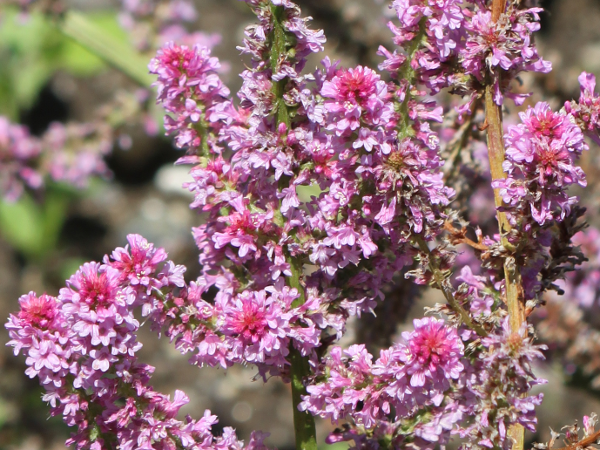 jEEXEHEB[iLimonium suworowiij