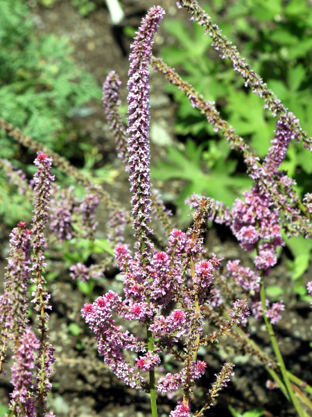 jEEXEHEB[iLimonium suworowiij