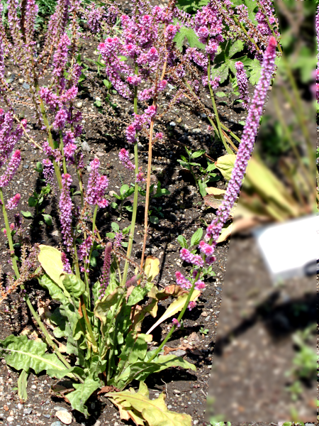 jEEXEHEB[iLimonium suworowiij