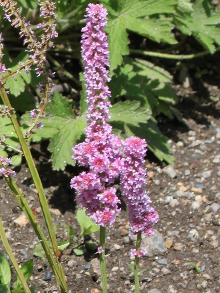 jEEXEHEB[iLimonium suworowiij