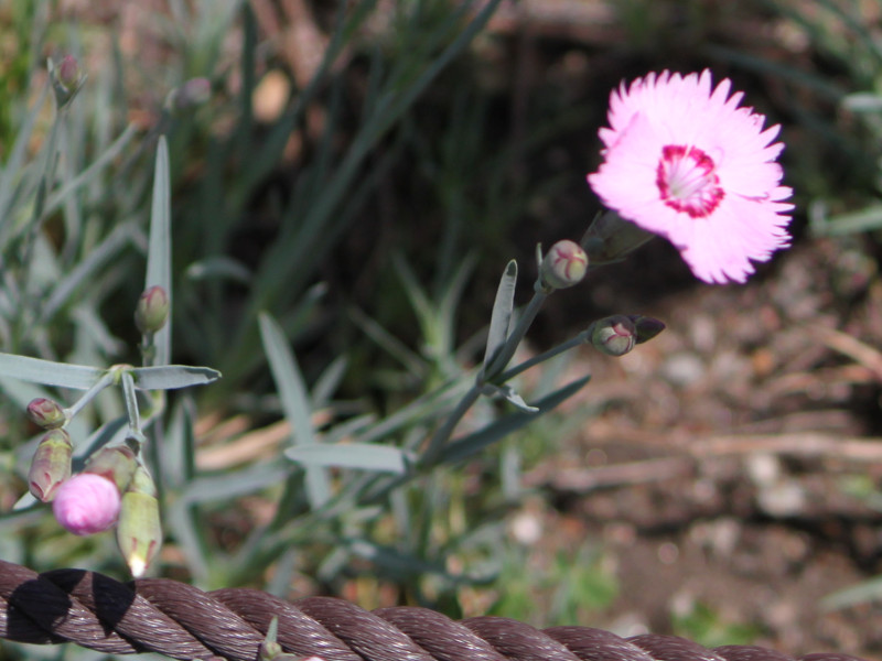 Dianthus plumarius'Sweet Ness'