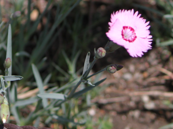 むかしなでしこです。 タツタナデシコ | Dianthus plumarius | かぎけん花図鑑