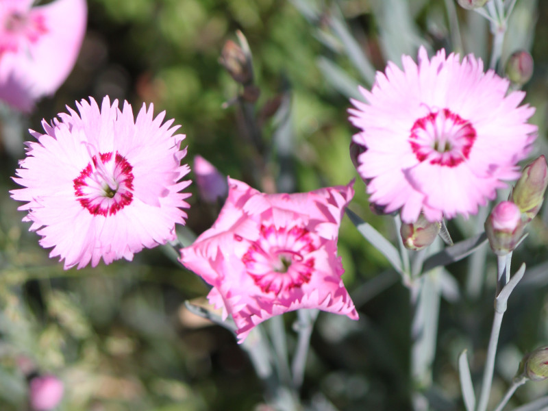 Dianthus plumarius'Sweet Ness'