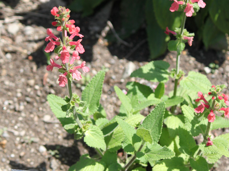 X^LXRbLlAiStachys coccineaj