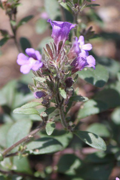 PmqiiJGmij'T}[XJC' 'T}[XJC'