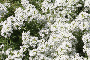 XC[gAbT 'X[p[AbT'Xm[vZX'