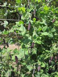 エンドウ'ツタンカーメンのエンドウ'