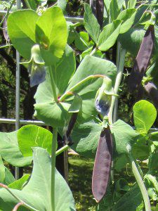 エンドウ 'ツタンカーメンのエンドウの莢'