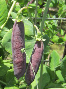 エンドウ 'ツタンカーメンのエンドウの莢'