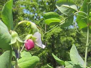 エンドウ 'ツタンカーメンのエンドウの花'