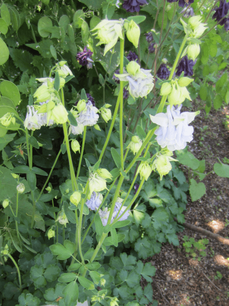 Aquilegia vulgaris Clementine Series Formula Mix