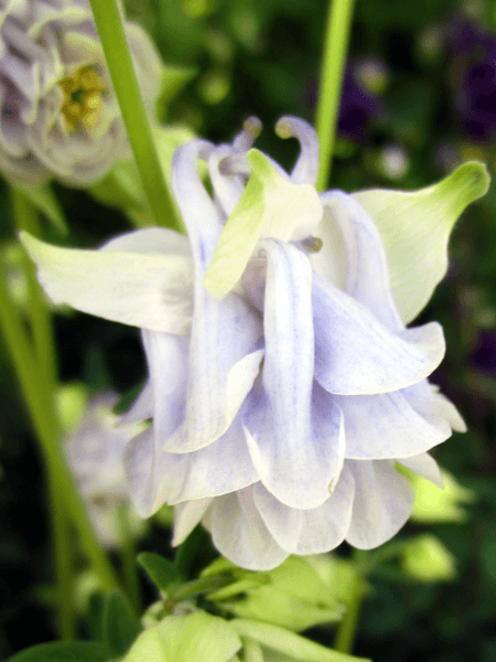 Aquilegia vulgaris Clementine Series Formula Mix