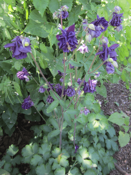 Aquilegia vulgaris Clementine Series Formula Mix