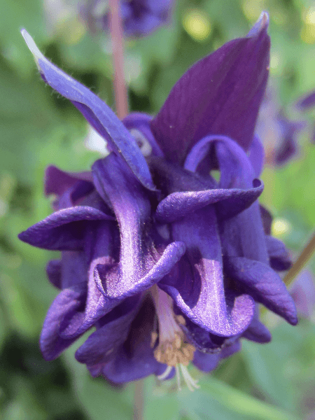 Aquilegia vulgaris Clementine Series Formula Mix