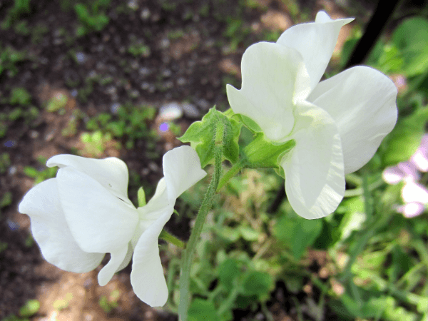 スイトピー ロイヤル混合