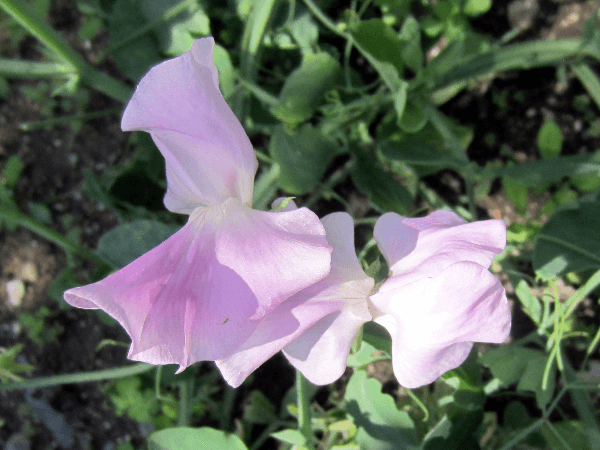 スイトピー ロイヤル混合