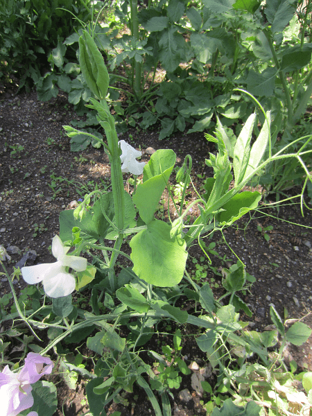 スイトピー ロイヤル混合