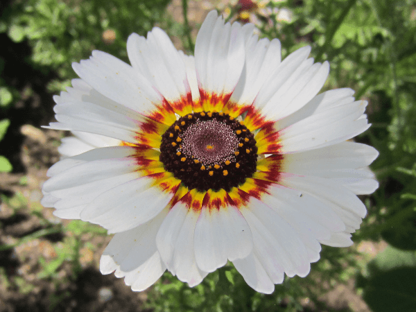 ハナワギク'メリーミックス'