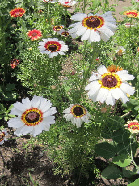 ハナワギク'メリーミックス'