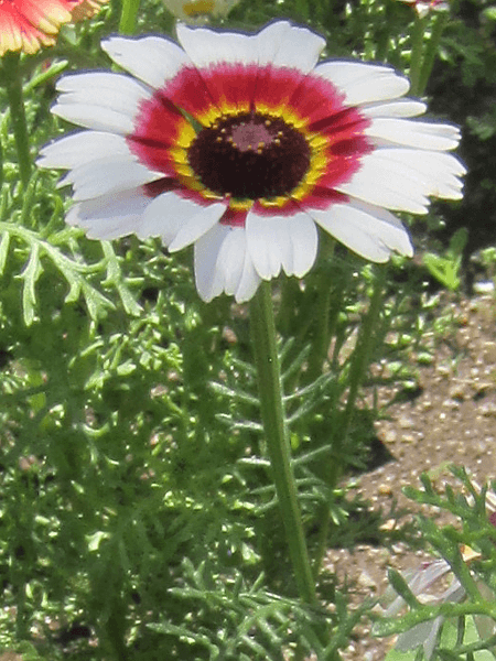 ハナワギク'メリーミックス'