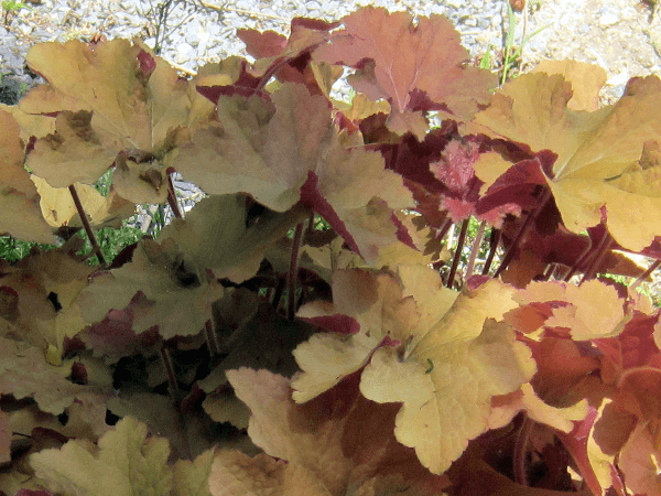 ヒューケラ Heuchera かぎけんweb