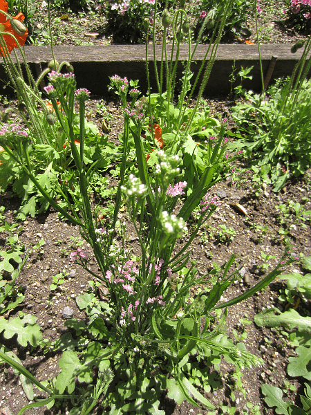 ハナハマサジ(花浜匙)