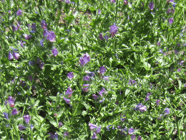 エキウム・リコプシス(Echium lycopsis)