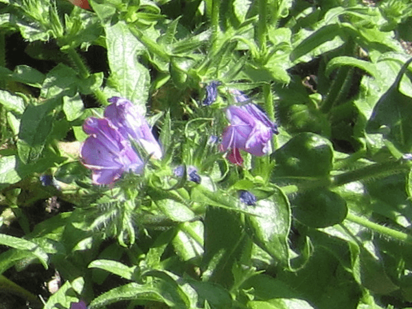 エキウム・リコプシス(Echium lycopsis)