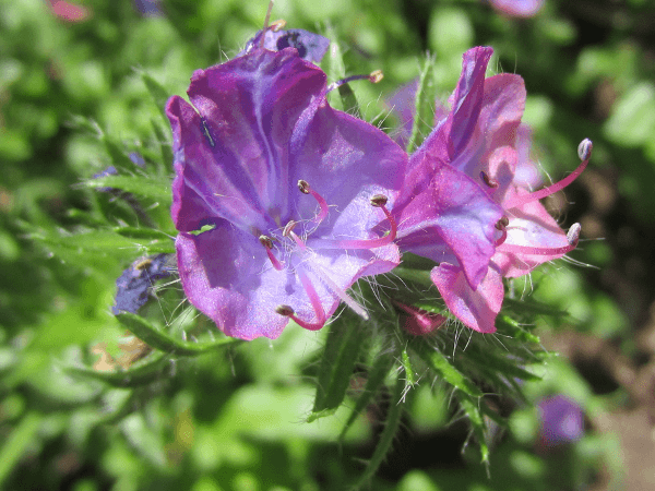 エキウム・リコプシス(Echium lycopsis)