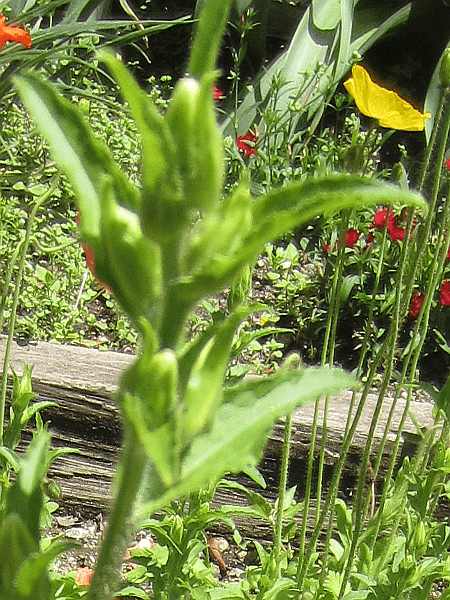 フウリンソウ'チャイム・ミックス(Campanula medium cv.)'