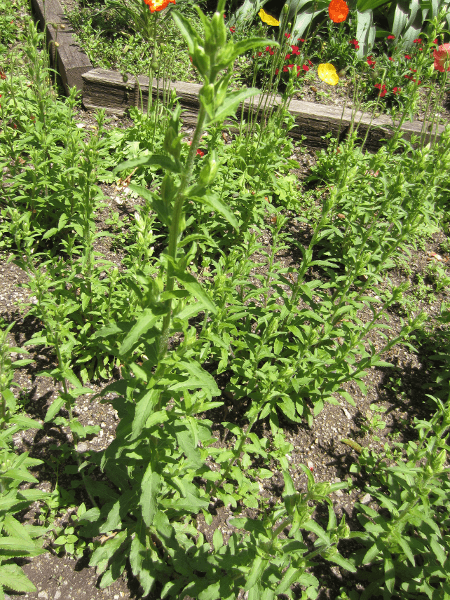 フウリンソウ'チャイム・ミックス(Campanula medium cv.)'