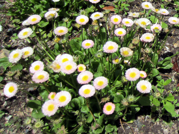 デージー・ポンポネット・ミックスBellis perennis cv.'