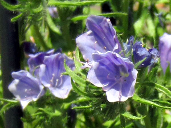 シベナガムラサキ・ブルーベッター(Echium vulgare cv.)'