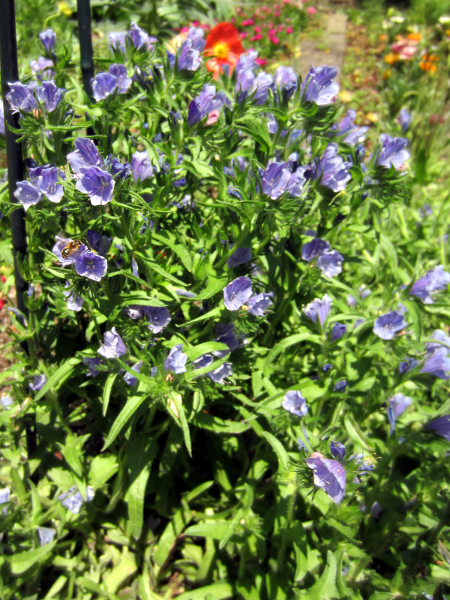 シベナガムラサキ・ブルーベッター(Echium vulgare cv.)'