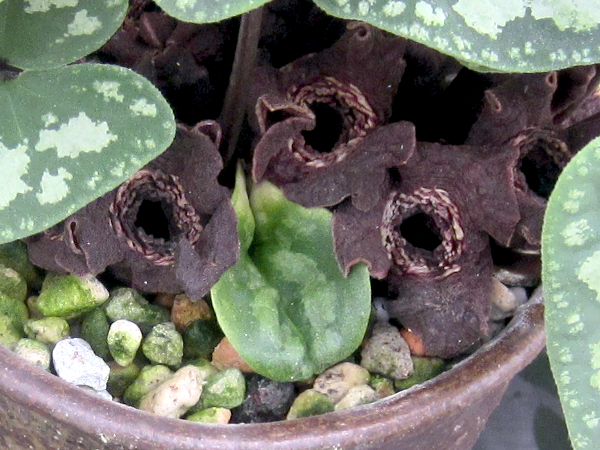 ^CAIC(Asarum asaroides)'