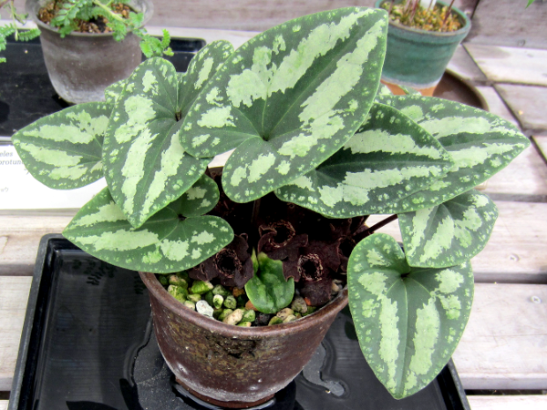 ^CAIC(Asarum asaroides)'