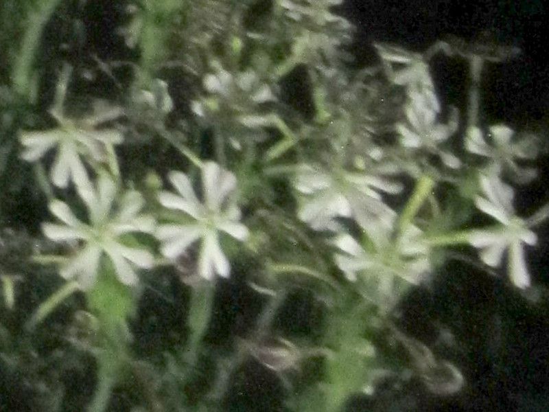 ナイトフロックス