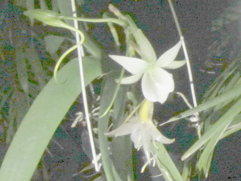 アングレカム・レオニス(Angraecum-leonis)