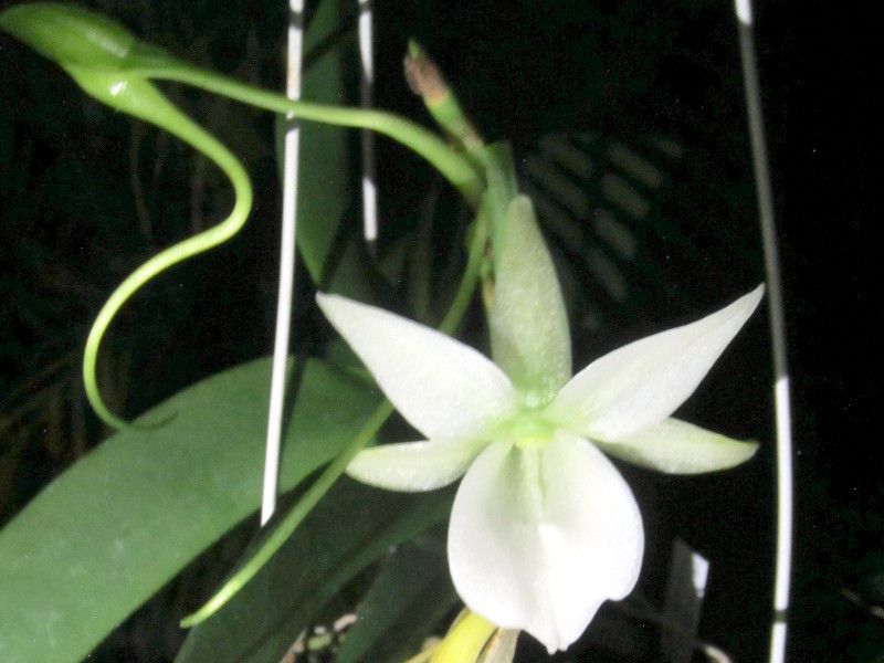 アングレカム・レオニス(Angraecum-leonis)