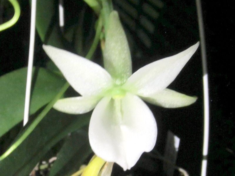 アングレカム・レオニス(Angraecum-leonis)