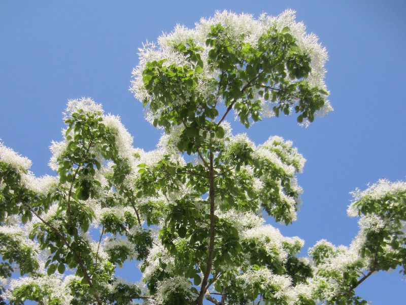 つばたこ ヒトツバタゴ（一つ葉田子） : 草花と自然Blog